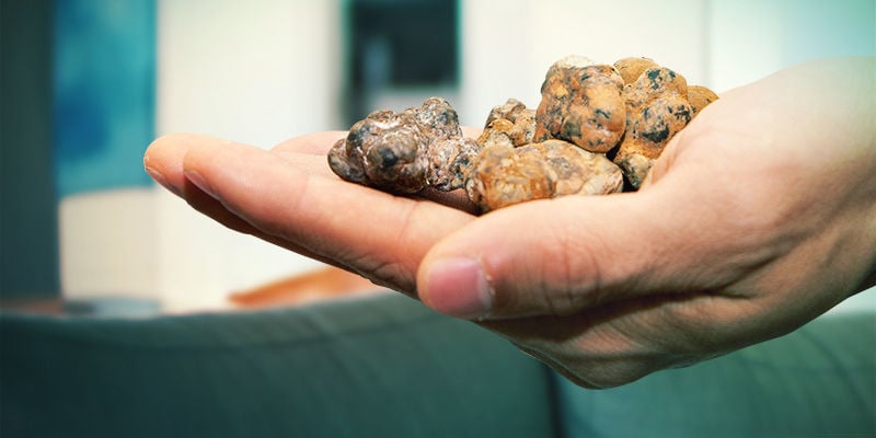 Galindoi Truffles (Sclerotia)