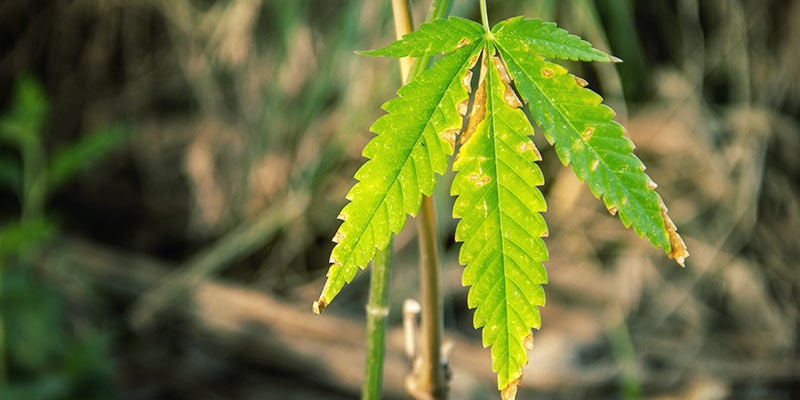 When you shouldn’t worry about yellow cannabis leaves