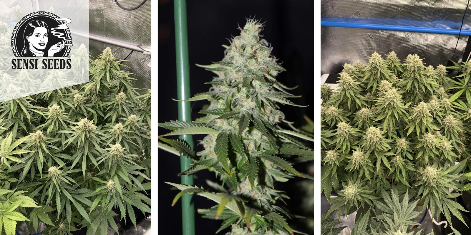 1. Northern Lights (Sensi Seeds)