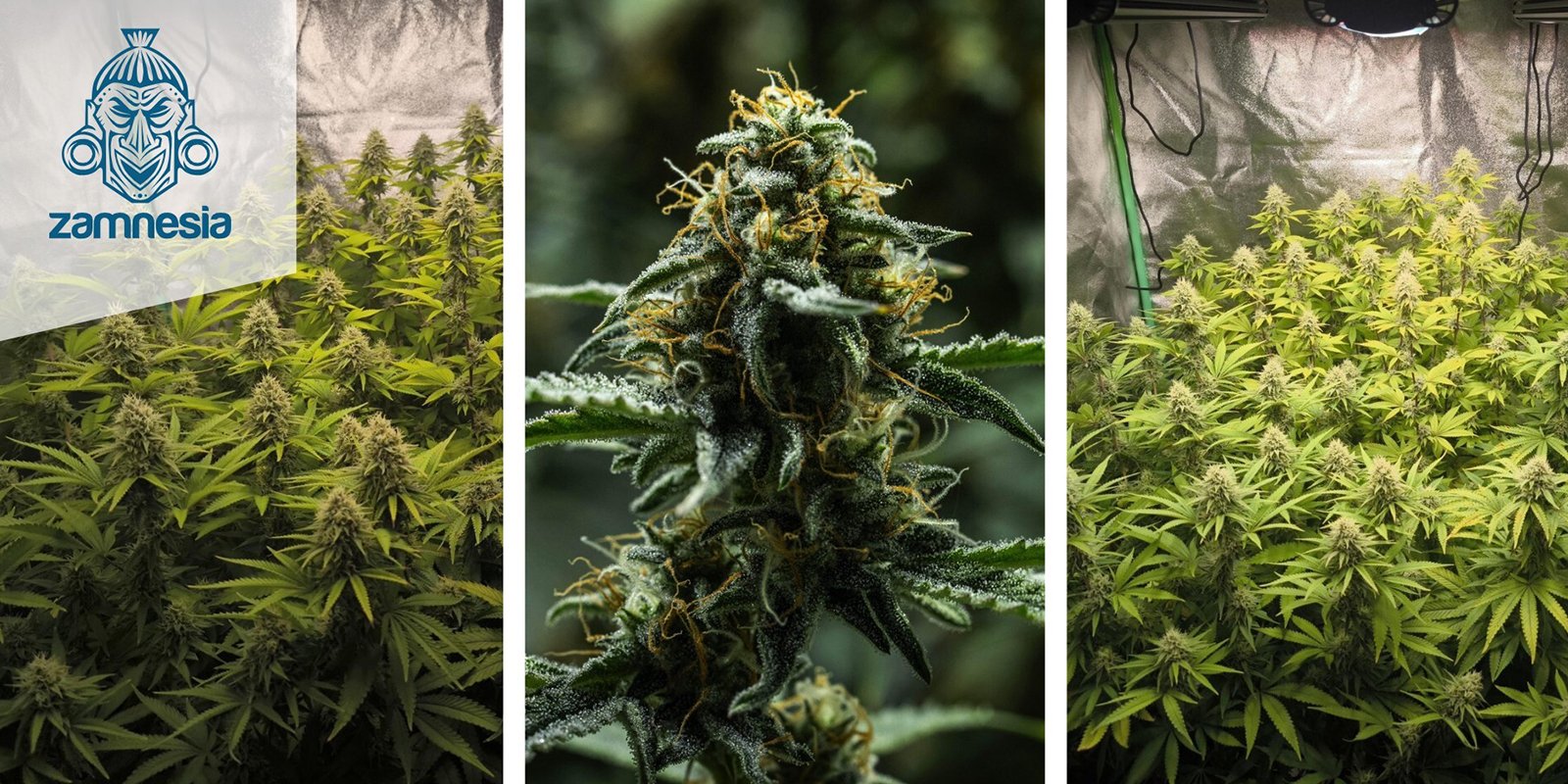 2. Critical Mass (Zamnesia Seeds)