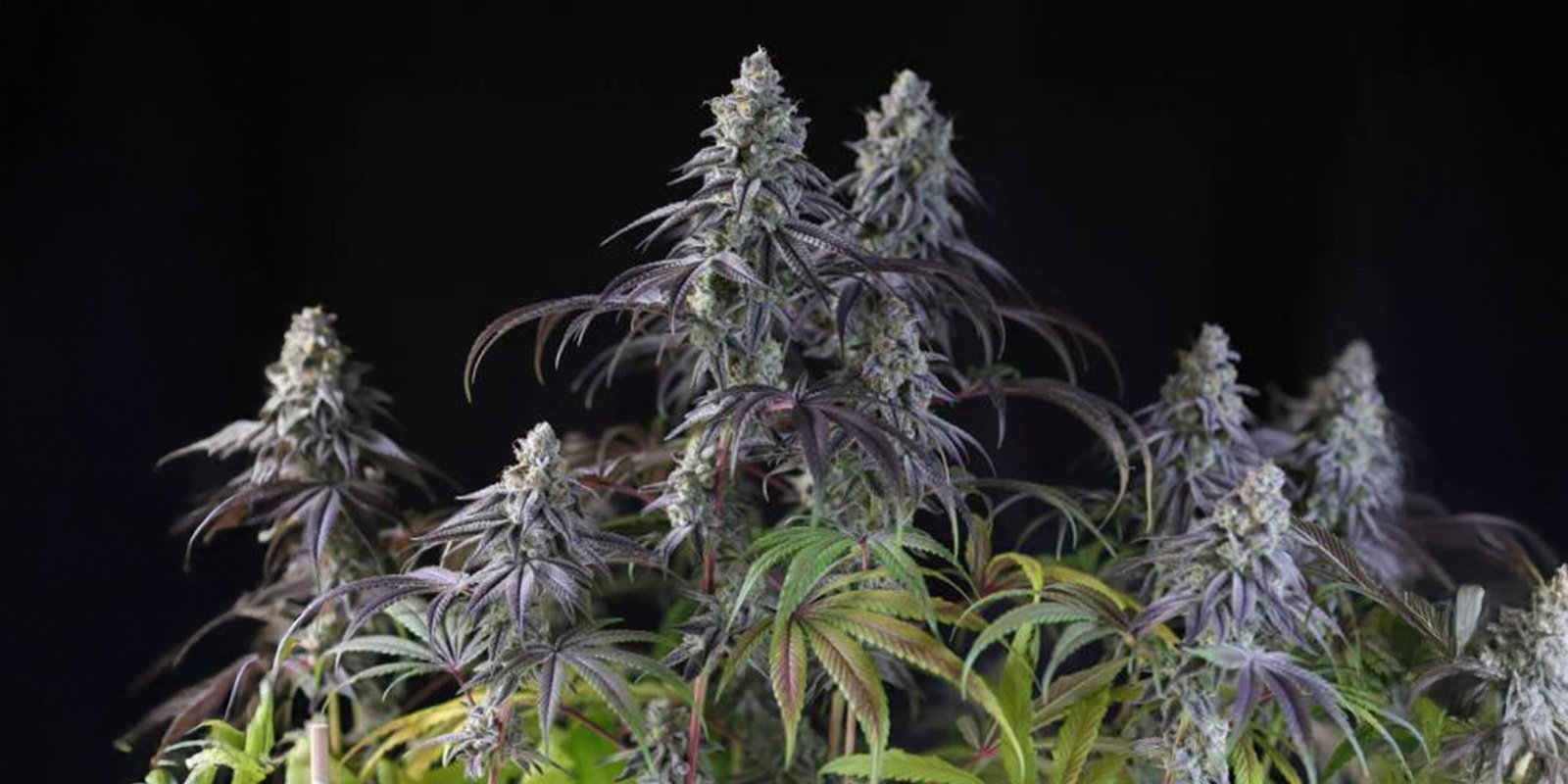 Best cold-resistant strains to grow in winter Best cold-resistant strains to grow in winter