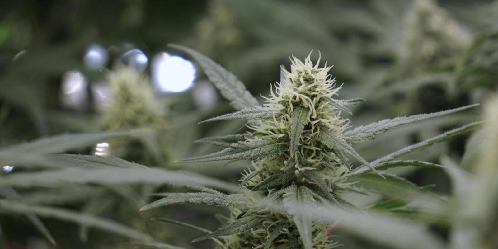 Should you grow indoors instead? Should you grow indoors instead?