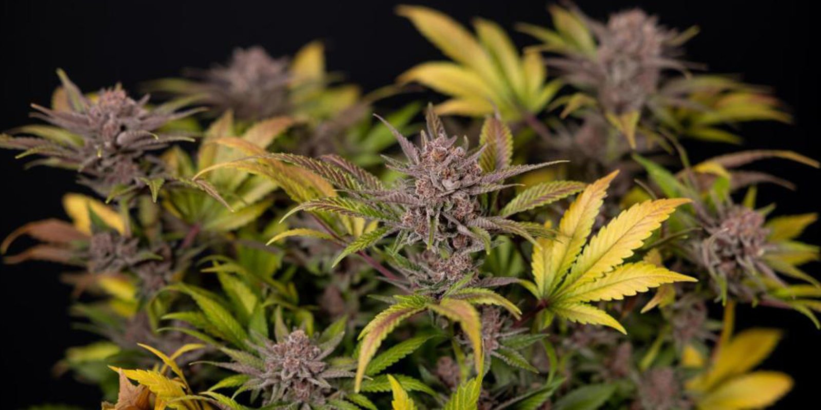 Tips for growing cannabis in winter Tips for growing cannabis in winter