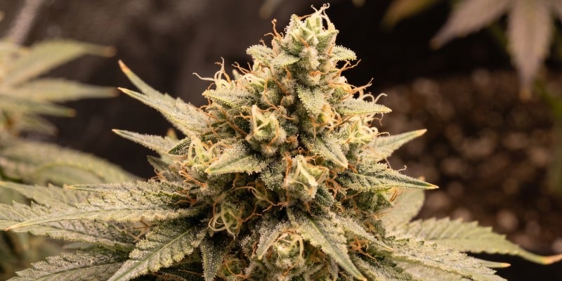 Amnesia Haze Autoflower (Zamnesia Seeds)