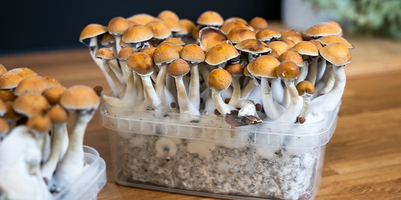 Grow kits: The easiest way to grow magic mushrooms