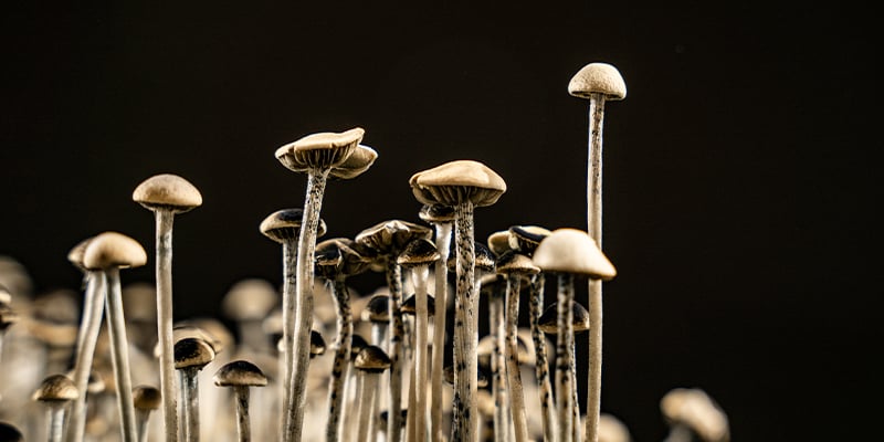 Growing magic mushrooms at home