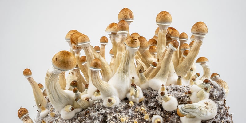 The simplest path to grow magic mushrooms
