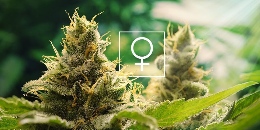 How Much Sunlight Do Feminized Cannabis Plants Need?