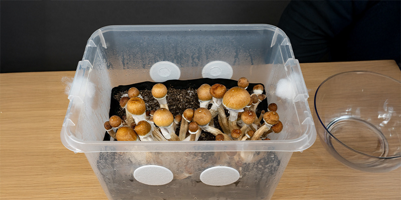 How monotubs work and why they’re great for mushroom cultivation