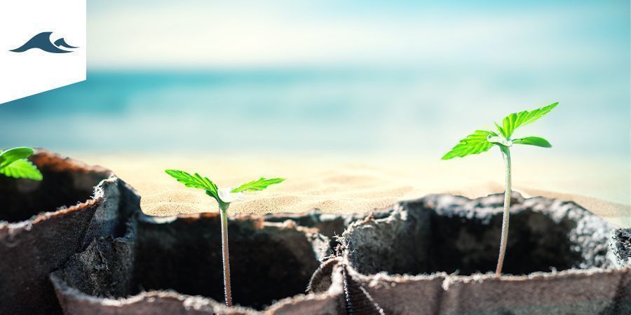 Growing Cannabis In A Maritime Climate