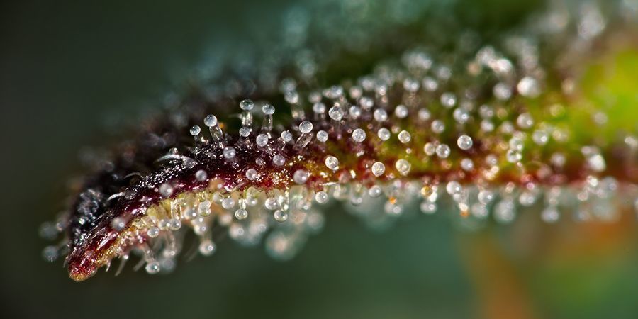 Harvesting  Cannabis At The Right Moment