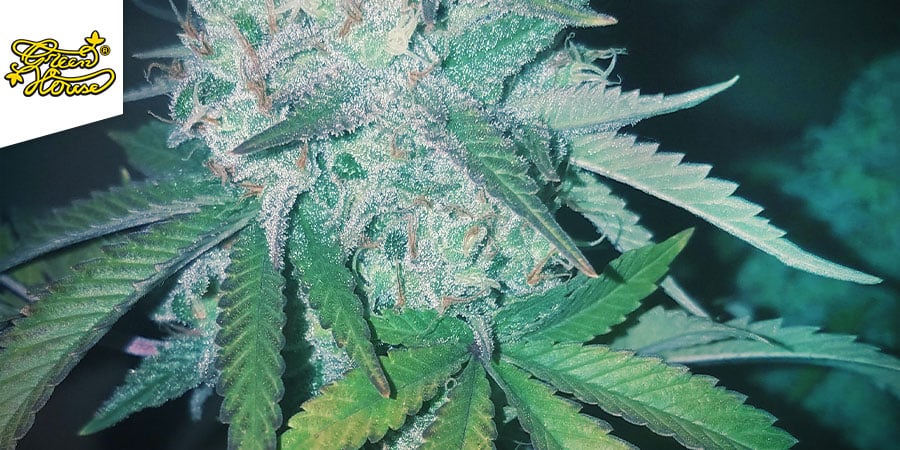 NEVILLE’S HAZE (GREEN HOUSE SEEDS)