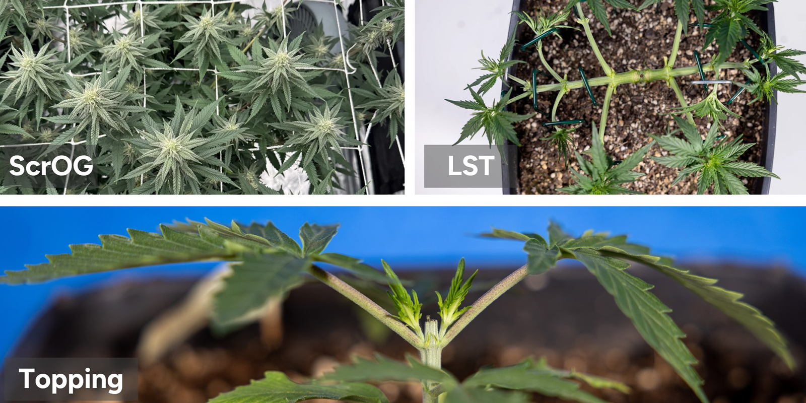 Proven techniques to achieve XXL harvests