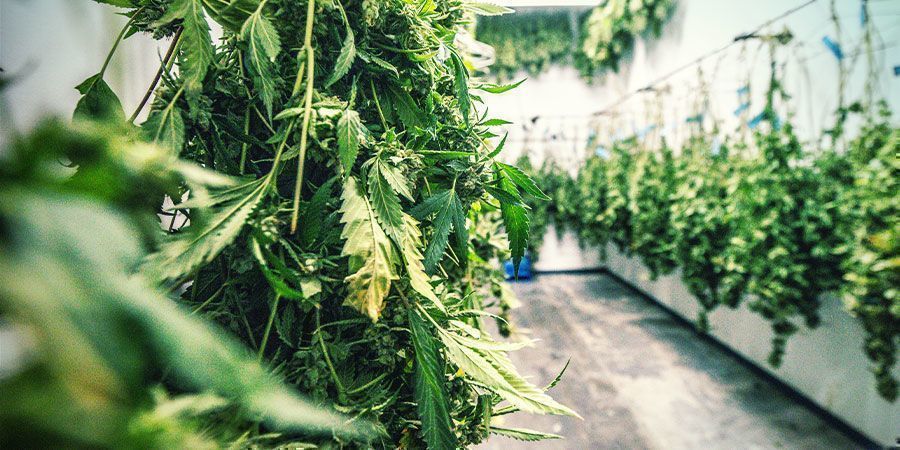 Dehumidifiers in the Cannabis Drying Room