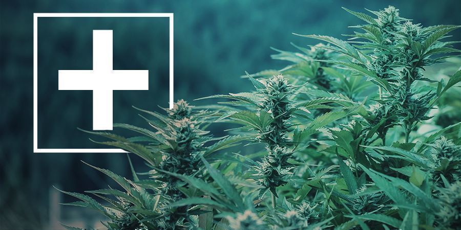Advantages Of Fast-Flowering Cannabis Strains