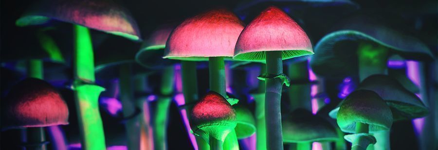 r/shrooms: Your Go-To Subreddit For Psilocybin Information