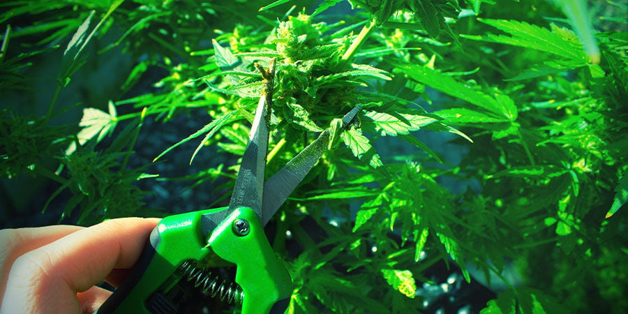 Scissors or Shears - Growing Cannabis