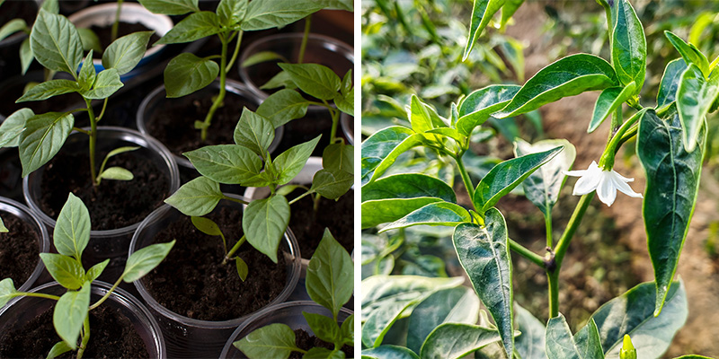 How chillies grow: From seedling to flowering