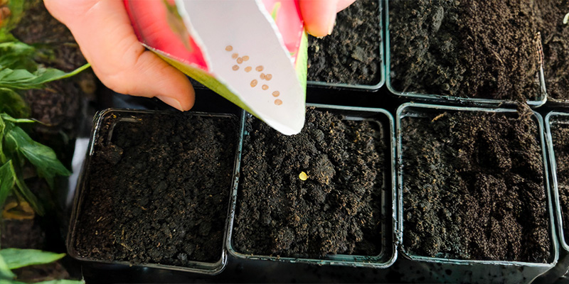 Planting chilli seeds: Getting started