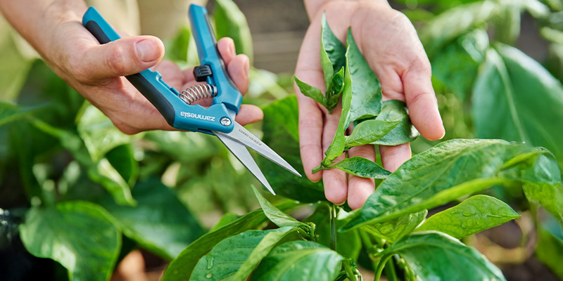 Pruning and training chilli plants during vegetative growth