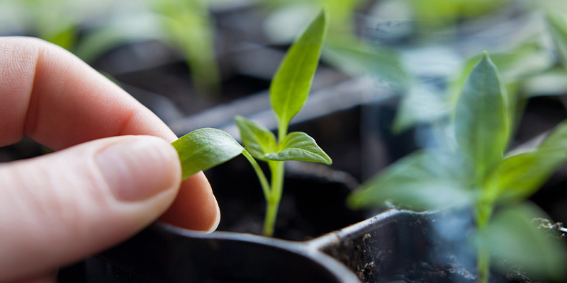 Seedling stage: Early chilli plant growth