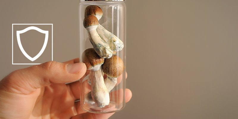 Are Magic Mushrooms Safer Than LSD?