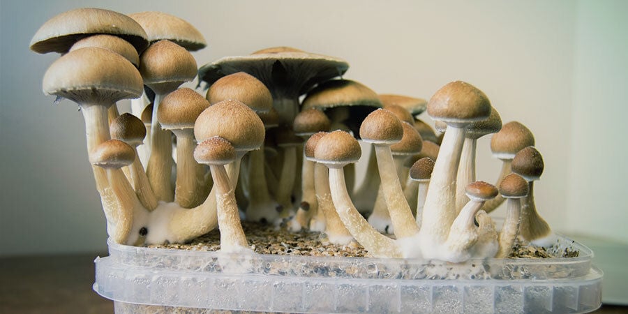 What Are Magic Mushrooms (Psilocybin)?