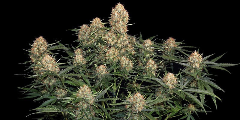 Skunk 1 Autoflower (Sensi Seeds)