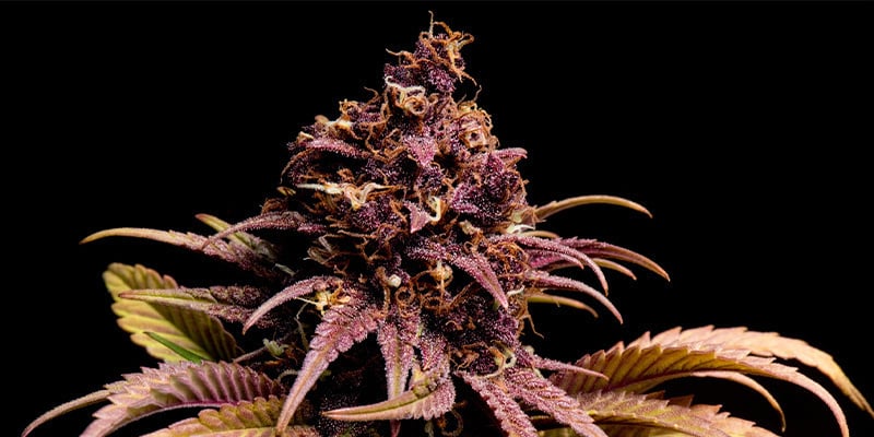 Strawberry Banana Auto (Growers Choice Seeds)