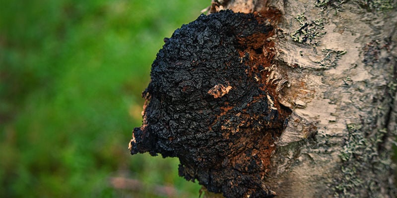 What Is Chaga Mushroom?