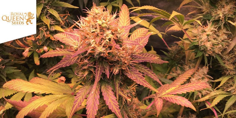 Shining Silver Haze — Royal Queen Seeds