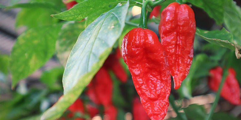 Growing Bhut Jolokia: Steps