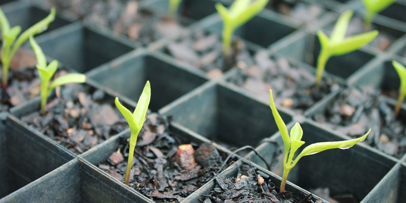 How To Grow Ghost Peppers