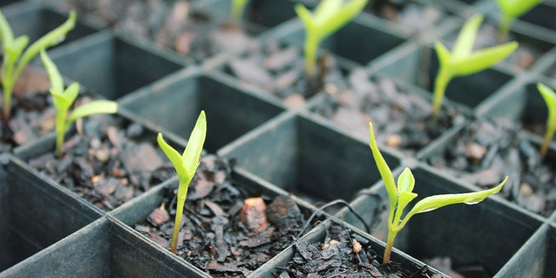 How To Grow Ghost Peppers