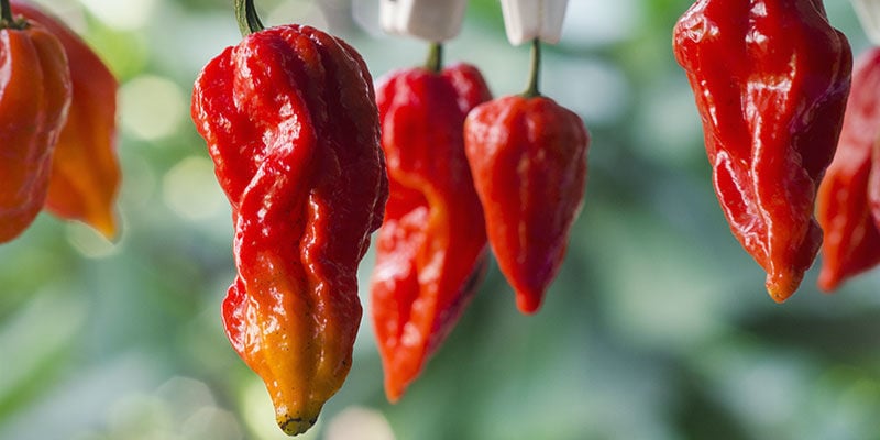 Hottest Peppers: 7 Pot Barrackpore