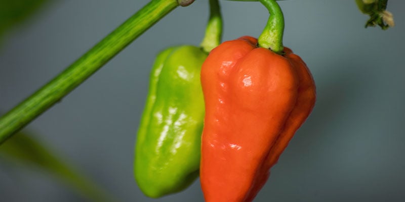 Hottest Peppers: 7 Pot Douglah