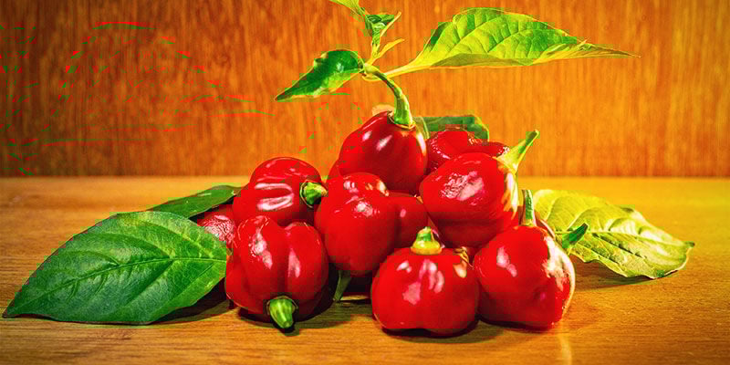 Hottest Peppers: Trinidad Scorpion Butch T