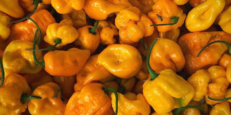 Hottest Peppers: 7 Pot Brain Strain