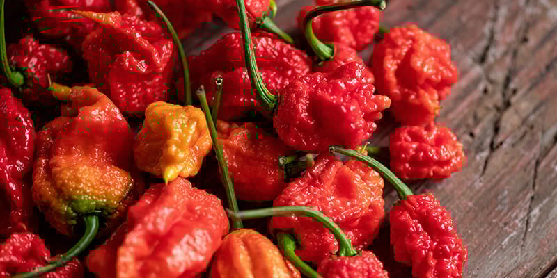 7 Pot Barrackpore: 1.3M SHU 7 Pot Barrackpore: 1.3M SHU