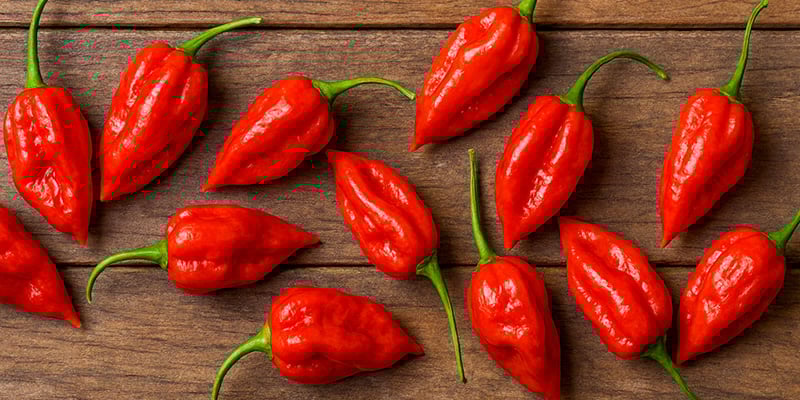 Komodo Dragon: 2.2M SHU Komodo Dragon: 2.2M SHU