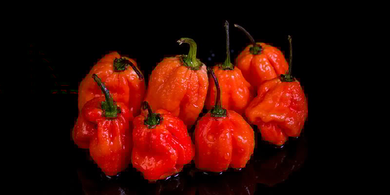 Naga Viper: 1.38M SHU Naga Viper: 1.38M SHU