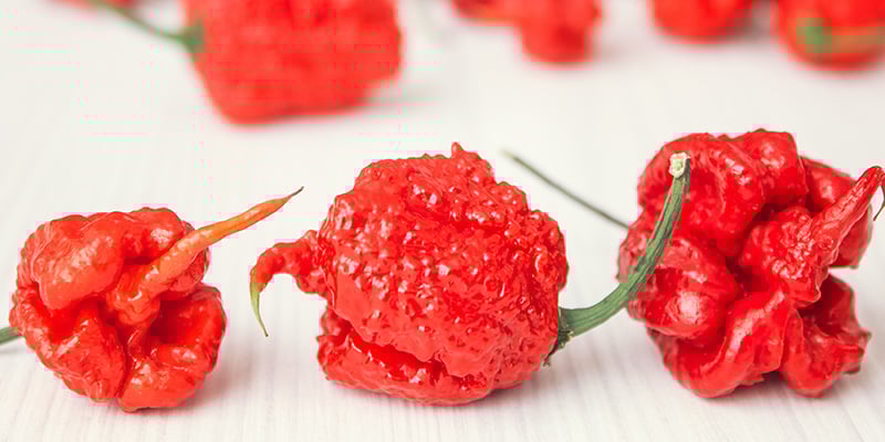 Trinidad Moruga Scorpion: 2M SHU Trinidad Moruga Scorpion: 2M SHU