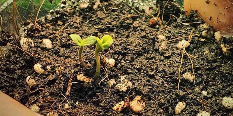 Twin Seedlings