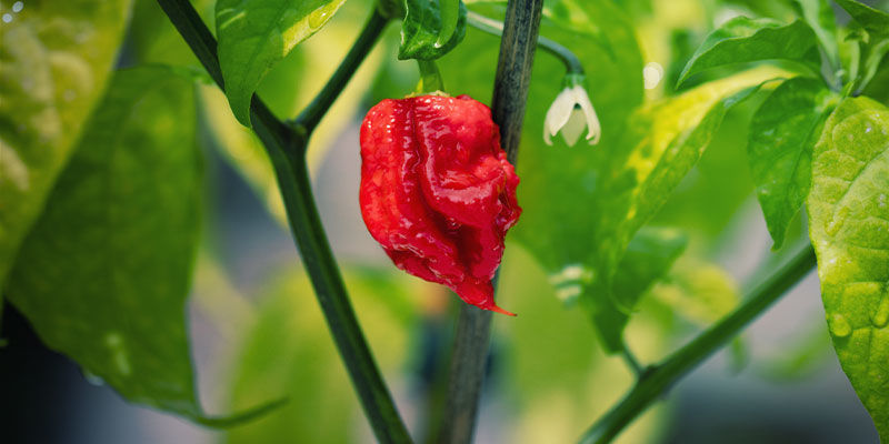 Carolina Reaper peppers