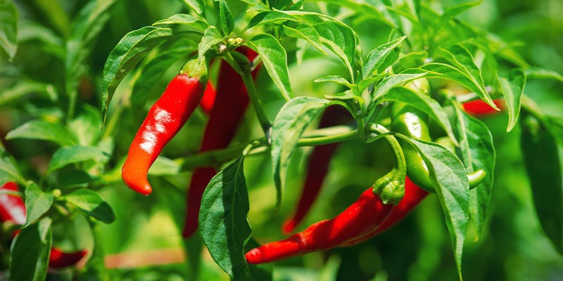 Cayenne peppers