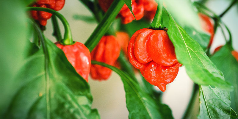 Habanero peppers