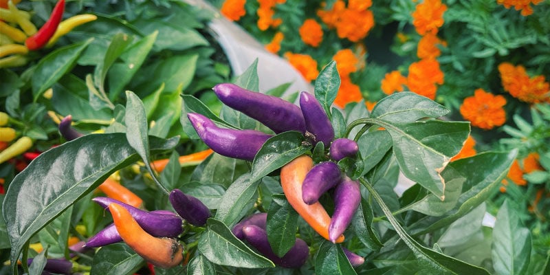 3 Chilli Pepper Companion Plants: Flowers