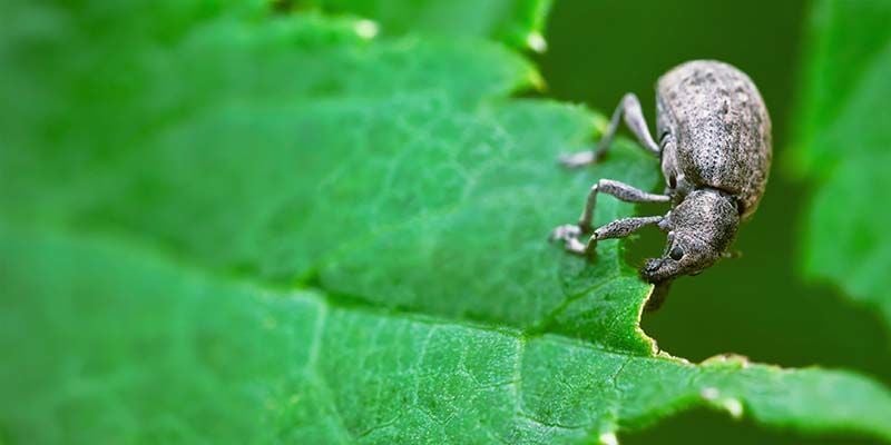 Pepper weevil