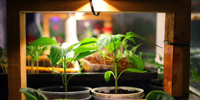 What Do You Need To Grow Hot Chilli Peppers Indoors?