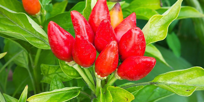 Picking The Perfect Pepper